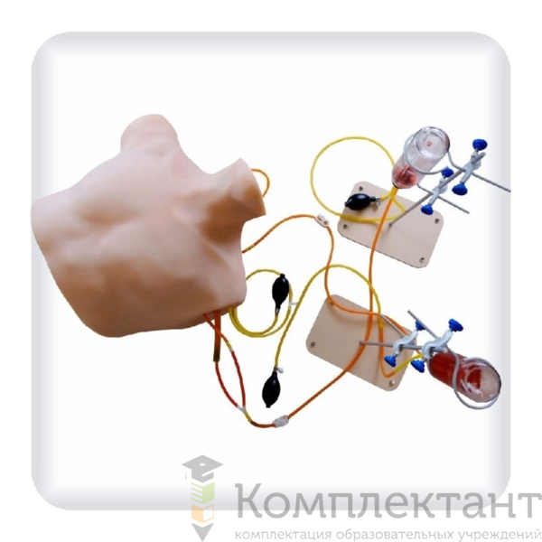 Фантом для отработки катетеризации центральных вен