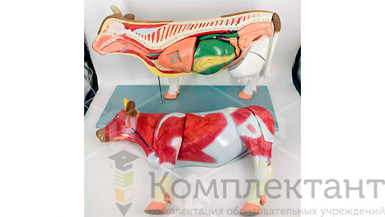 Электрифицированный стенд-макет «Анатомия КРС»