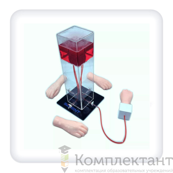 Тренажер пункции лучевой артерий и головной вены