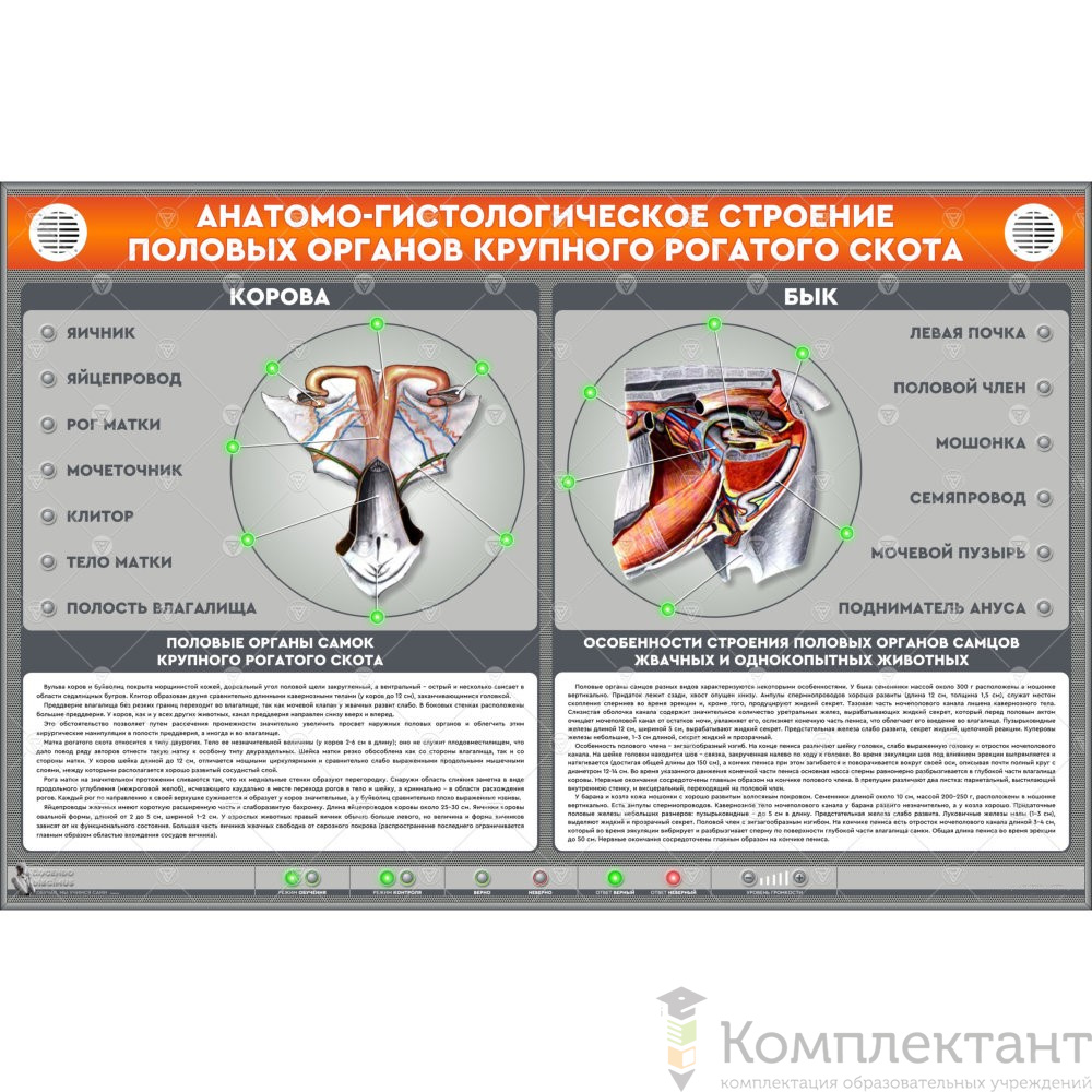 Электрифицированный стенд “Анатомо-гистологическое строение половых органов крупного рогатого скота”
