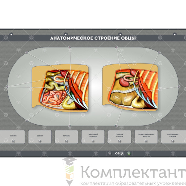 Электрифицированный стенд “Анатомическое строение сельскохозяйственных животных” (со сменными панелями)