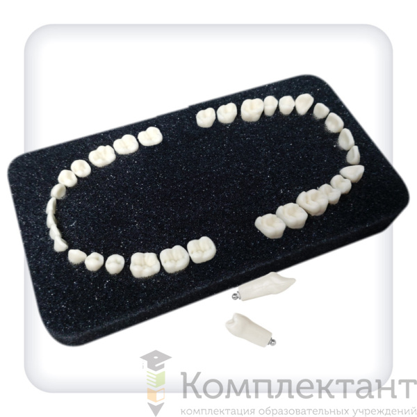 Комплект из 32 модельных зубов