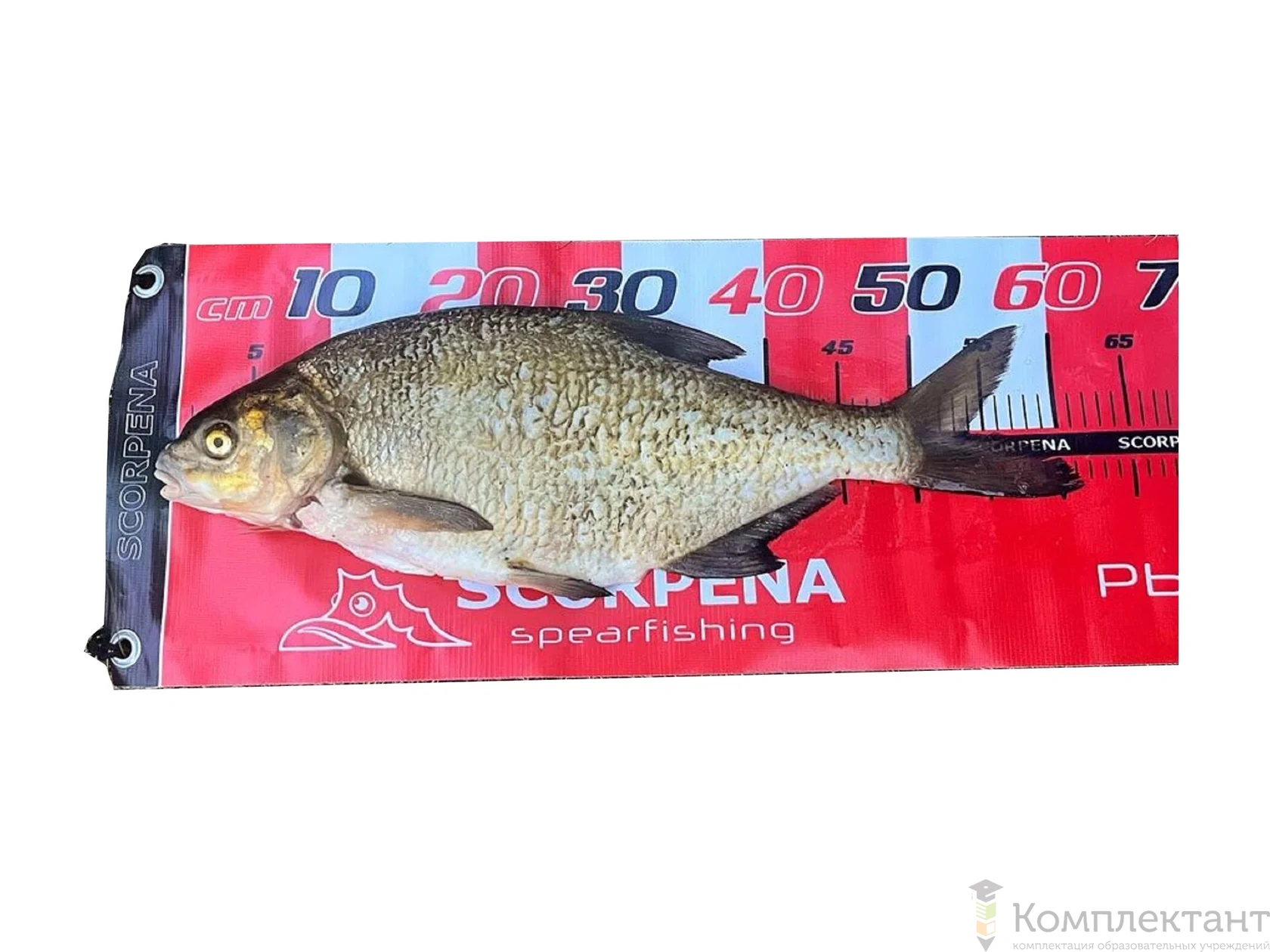 Линейка для измерения рыбы