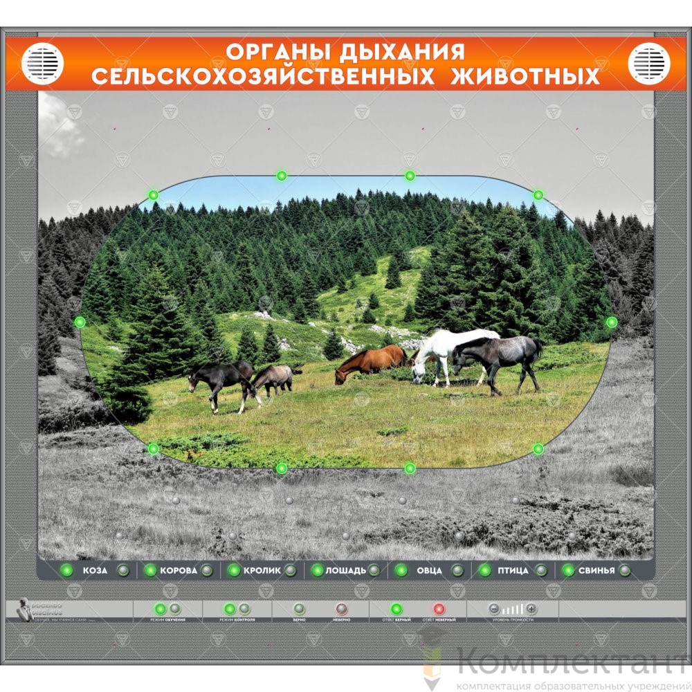 Электрифицированный стенд “Органы дыхания сельскохозяйственных животных” (со сменными панелями)