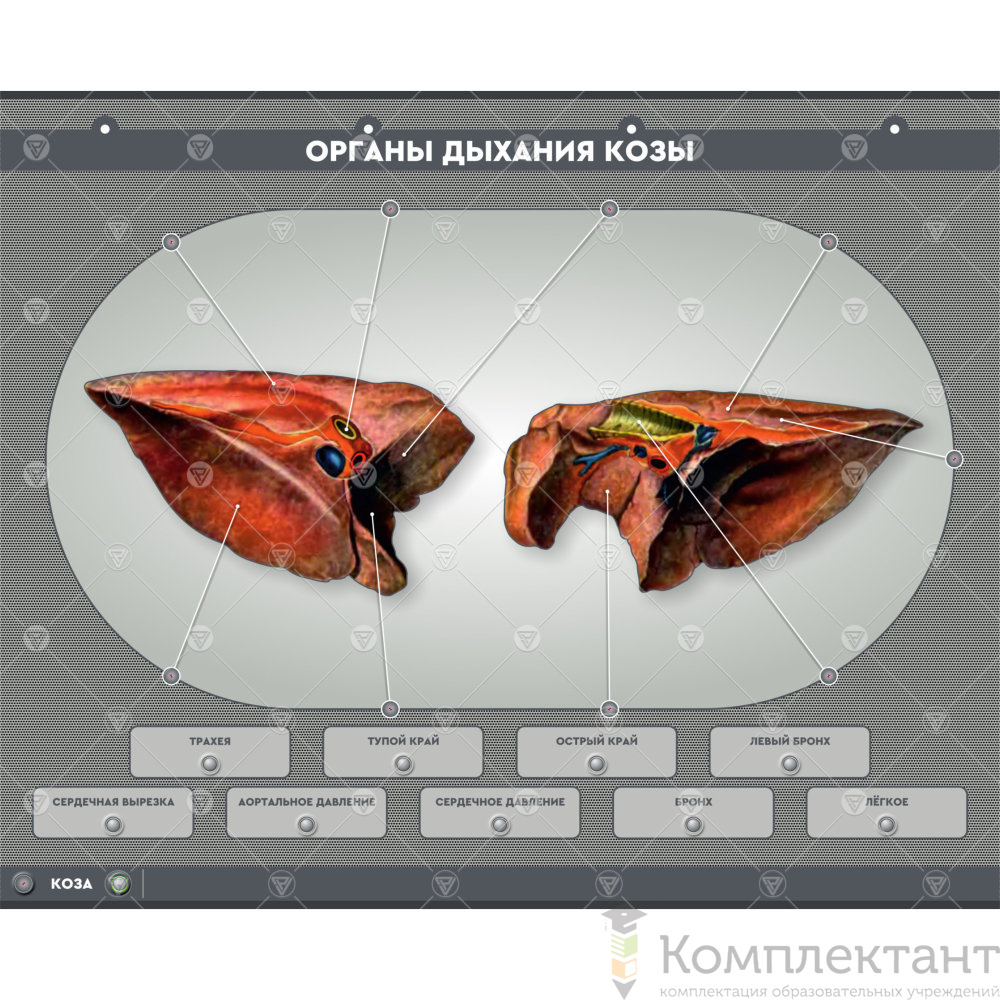 Электрифицированный стенд “Органы дыхания сельскохозяйственных животных” (со сменными панелями)