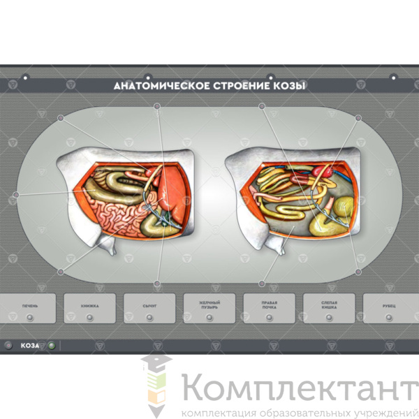 Электрифицированный стенд “Анатомическое строение сельскохозяйственных животных” (со сменными панелями)