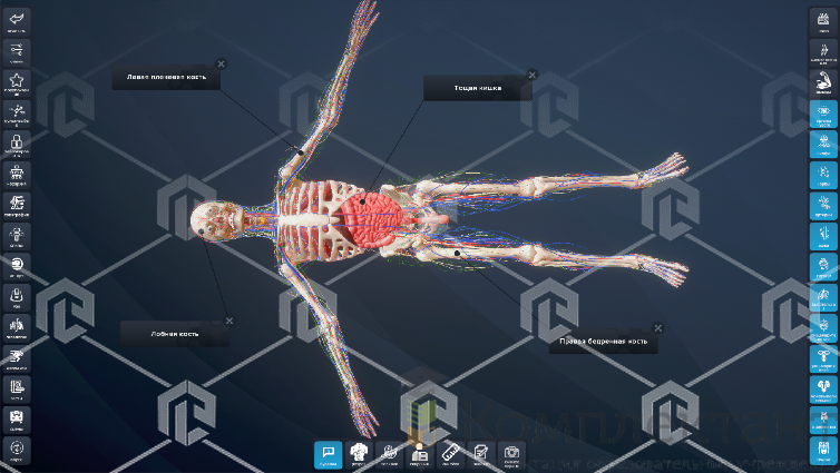 Интерактивный анатомический стол PL-Anatomy Tab Duo (Пара)  (полноростовой поворотный)