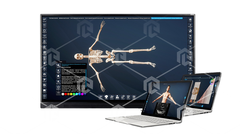 Интерактивный трёхмерный атлас анатомии человека "PL-Anatomy" версия Ultra Light (Сверхлегкий) 