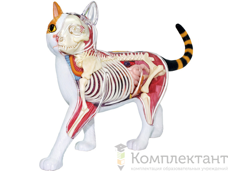 Анатомическая модель 4D Vision (4D-видение) «Трёхцветная кошка»